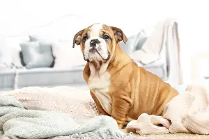 061120: English Bulldog puppy indoors