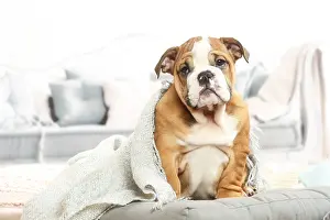 061120: English Bulldog puppy indoors