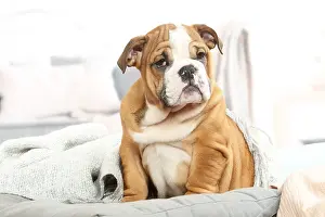 061120: English Bulldog puppy indoors