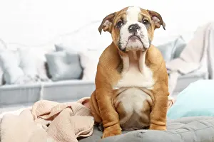 061120: English Bulldog puppy indoors