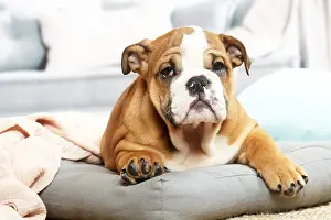 061120: English Bulldog puppy indoors