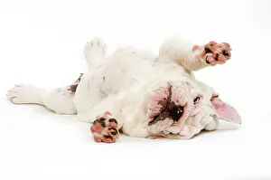 Submissive: English Bulldog - puppy lying on back with legs