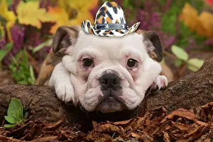 310320: English Bulldog puppy outdoors in Autumn with cowboy hat