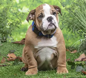 061120: English Bulldog puppy outside in the garden