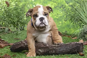 061120: English Bulldog puppy outside in the garden