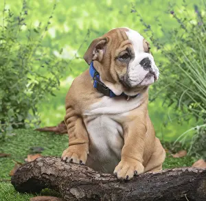 061120: English Bulldog puppy outside in the garden