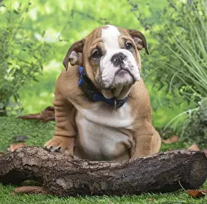061120: English Bulldog puppy outside in the garden