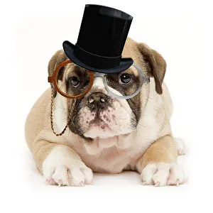 310320: English Bulldog - puppy in studio wearing monocle