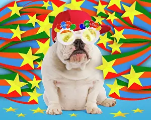 Spectacles: English Bulldog - puppy - wearing hat / cap & Happy