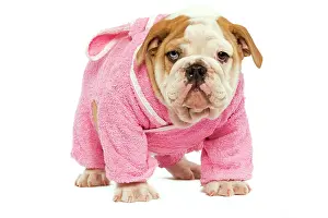 Dressing: English Bulldog - in studio wearing pink dressing gown
