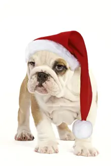 240519: English Bulldog wearing Christmas hat