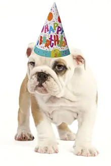 151119: English Bulldog wearing Happy Birthday party hat