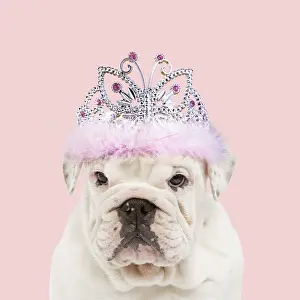 Tiara: English Bulldog wearing tiara