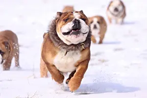 Sport: English Bulldogs, Collar, Fur Collar