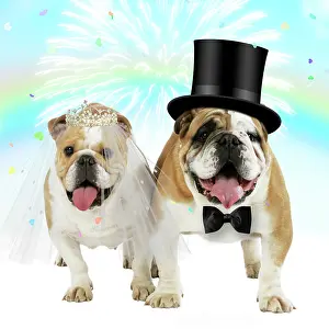 Marriages: English Bulldogs, pair under rainbow firework &