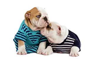 Stripey: English Bulldogs - in studio wearing stripey tops / t-shirts