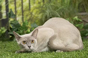 Cautious: English Burmese Cat