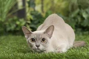 Burmeses: English Burmese Cat