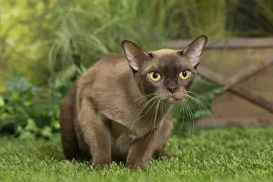 Cautious: English Burmese Cat