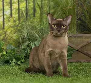 Burmeses: English Burmese Cat