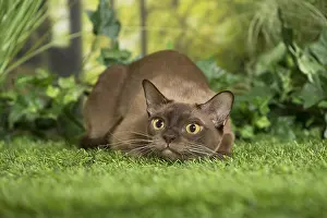 Cautious: English Burmese Cat