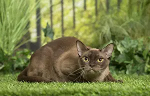 Cautious: English Burmese Cat