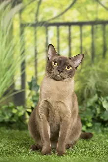 Burmeses: English Burmese Cat