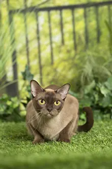 Burmeses: English Burmese Cat