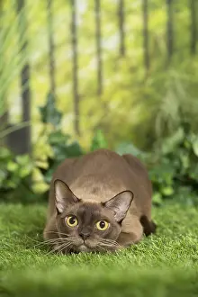 Cautious: English Burmese Cat