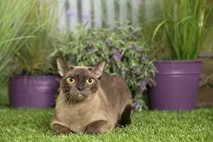 Burmeses: English Burmese Cat