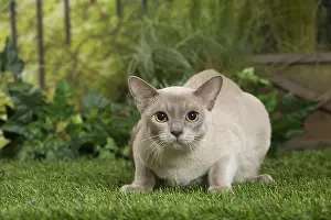 240517: English Burmese Cat