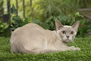 240517: English Burmese Cat