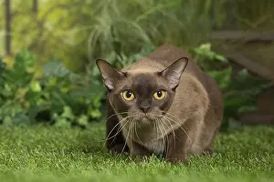 240517: English Burmese Cat