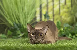 240517: English Burmese Cat