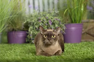 240517: English Burmese Cat