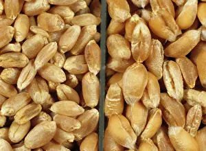 Bread: English and Canadian Wheat