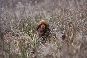 Huntings: English Cocker hunting in a meadow France