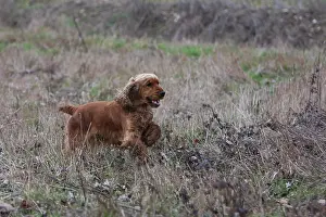 Hunted: English Cocker hunting in a meadow France
