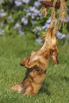 Coniferale: English Cocker puppy playing with a pine branch France