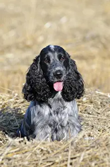 Mold: English Cocker Spaniel, black mold or blueroan