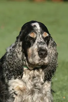 Roan: English Cocker Spaniel, blue roan, portrait Cocker