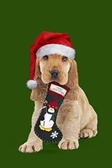 Stocking: English Cocker Spaniel Dog, 10 week old puppy