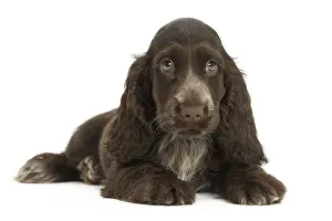 Upset: English Cocker Spaniel Dog, puppy