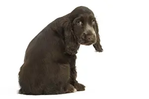 Dejected: English Cocker Spaniel Dog, puppy