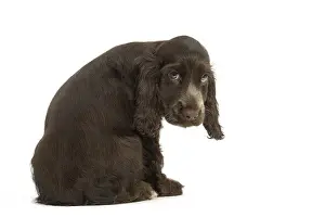Dejected: English Cocker Spaniel Dog, puppy