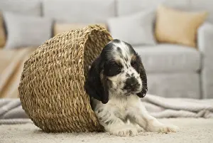 080917: English Cocker Spaniel Dog, puppy English Cocker
