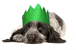 310320: English Cocker Spaniel Dog, puppy wearing Christmas