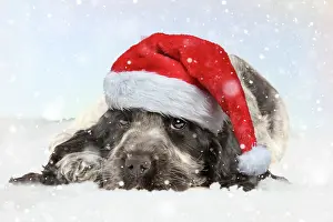 English Cocker Spaniel Dog, puppy wearing Christmas