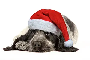 310320: English Cocker Spaniel Dog, puppy wearing Christmas hat