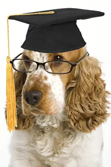 300719: English Cocker Spaniel Dog wearing glasses and graduation